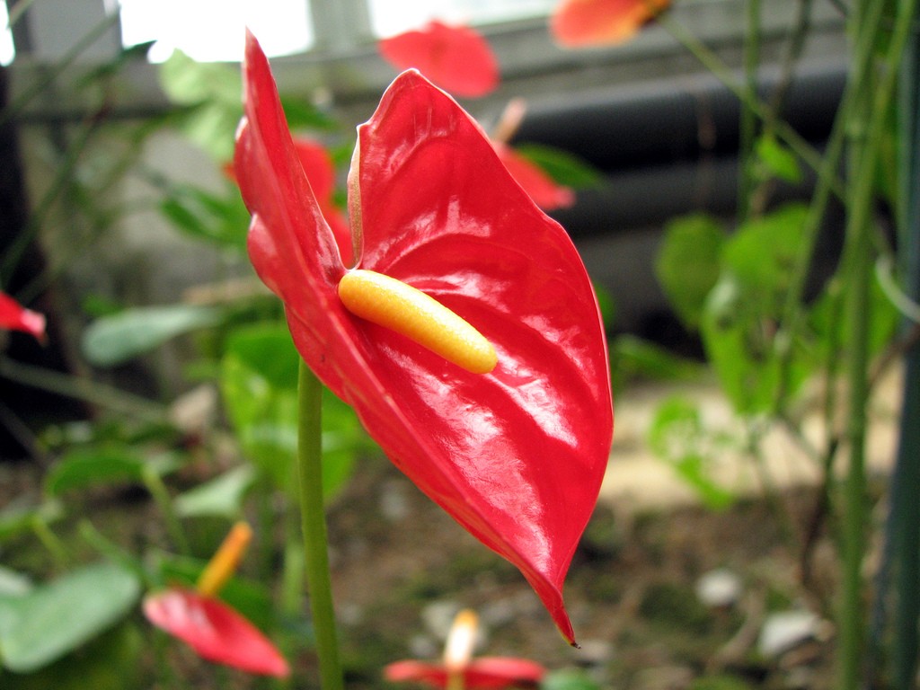 Caring For Anthurium Growing In The Garden Or Home
